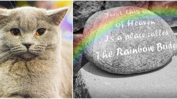 rainbow bridge