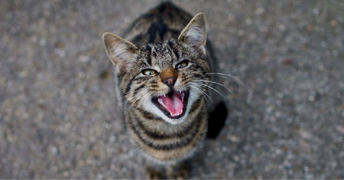 my cat is always hungry after being spayed