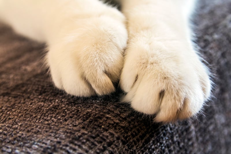 declawing your cat