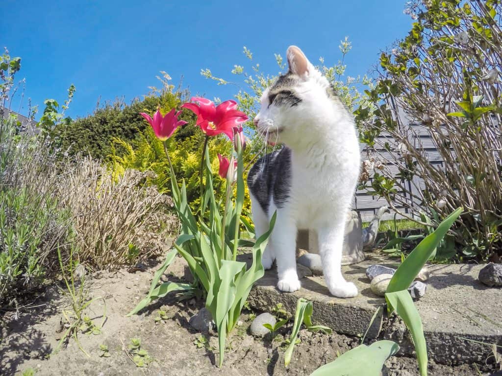 Beware Of Lily Poisoning—One Bite Could Kill Your Cat Cole & Marmalade