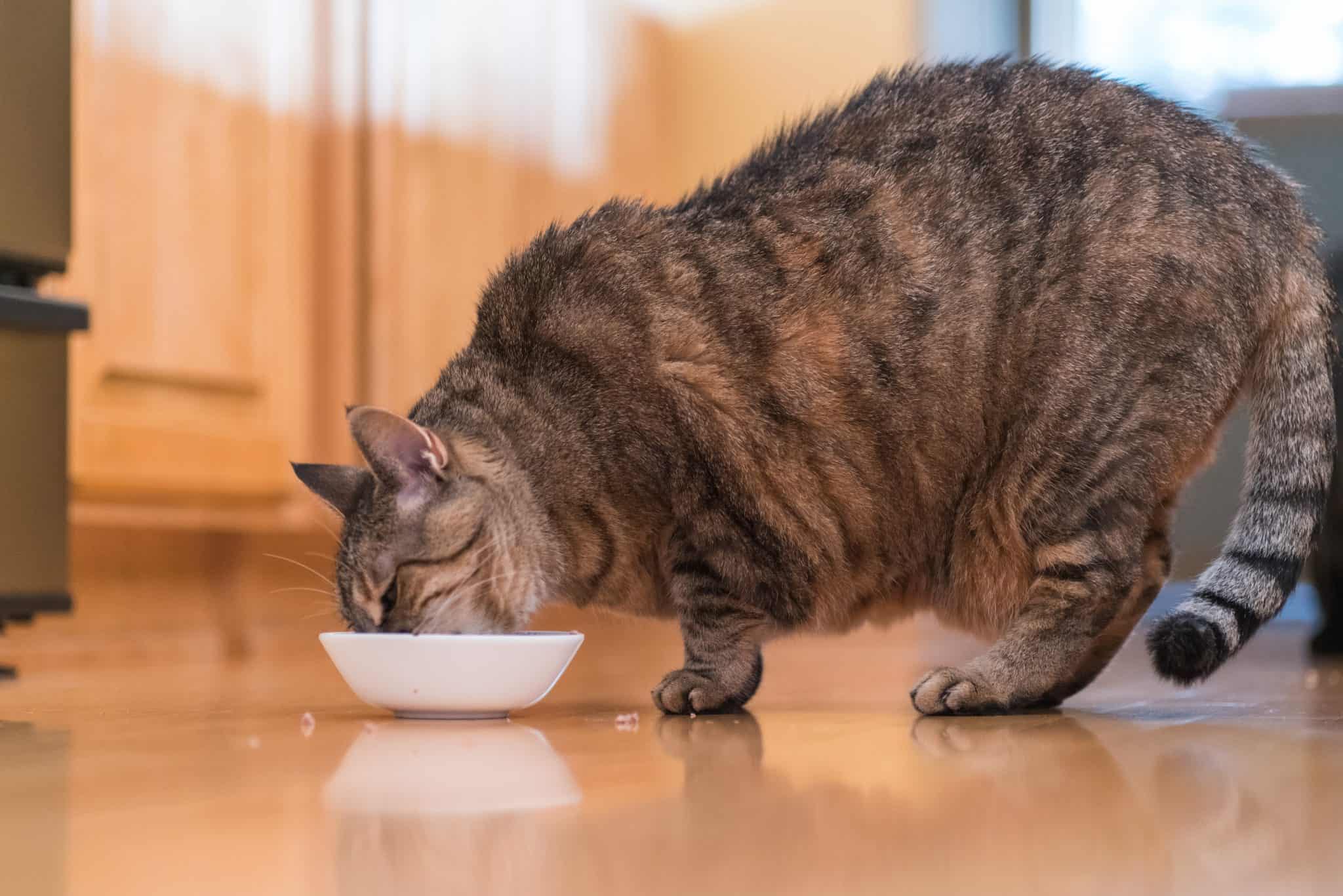 Canva Fat Cat Eating Food scaled
