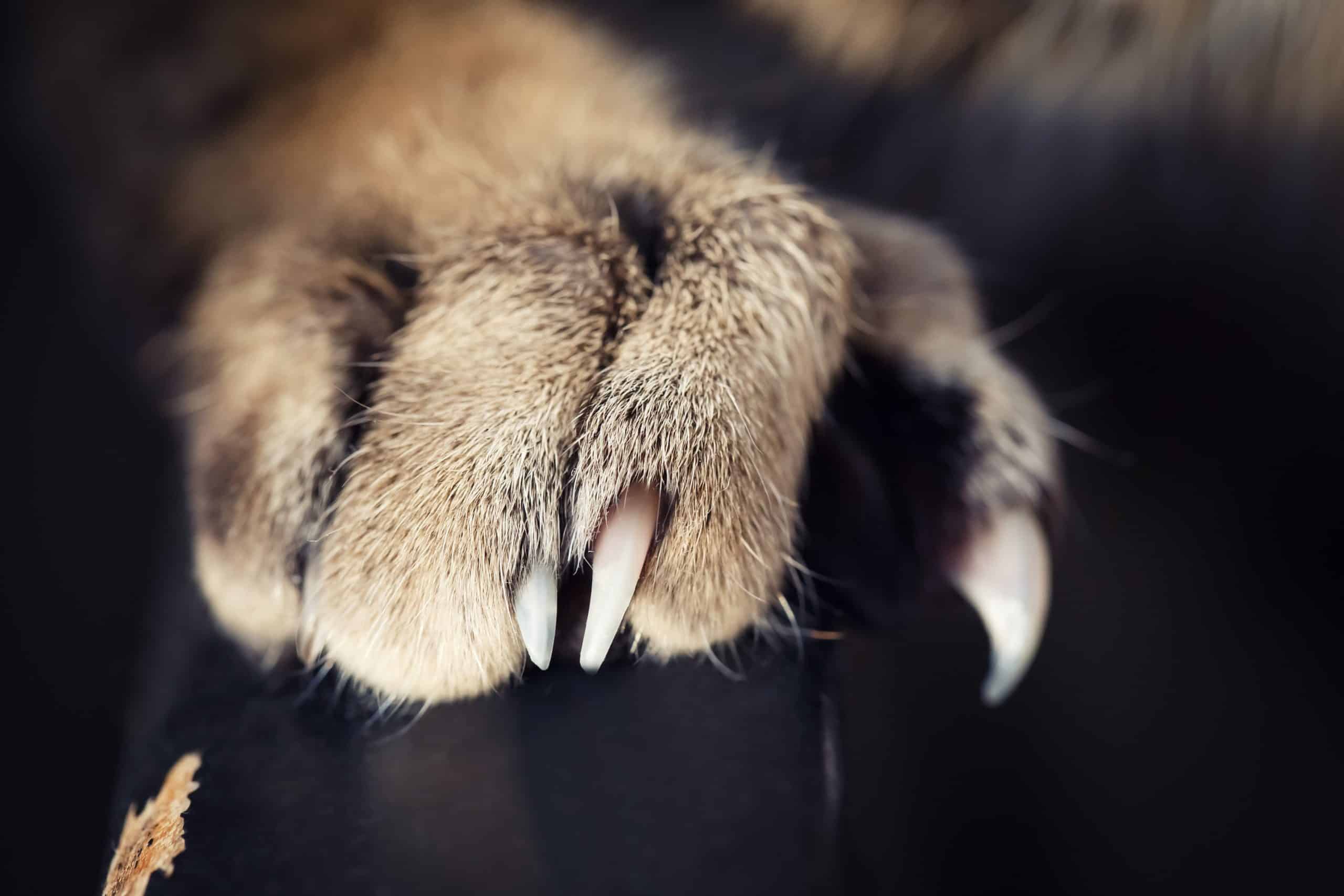 Domestic Cat Claws at Blossom Santistevan blog