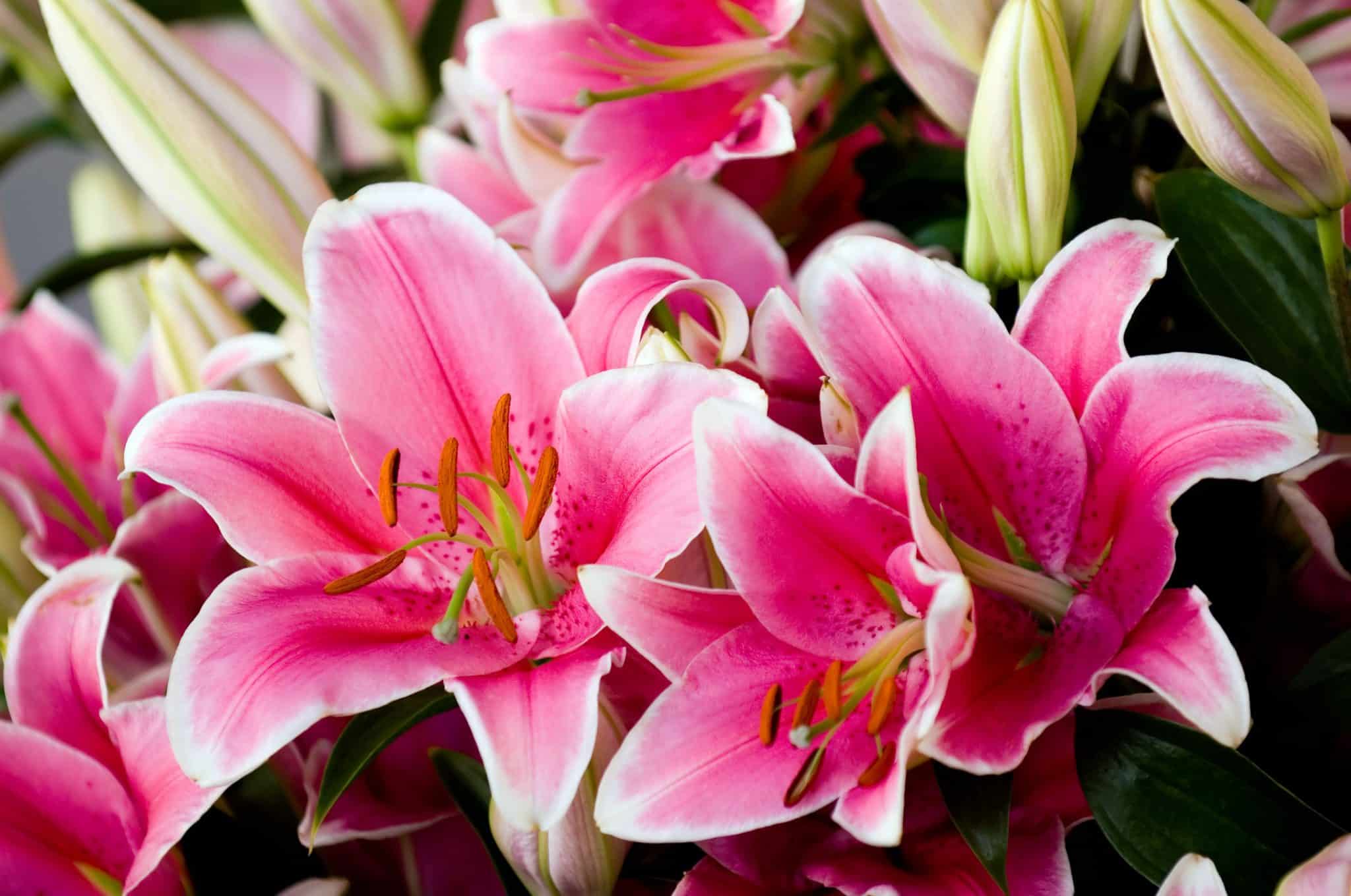 What Do Pink Lily Flowers Represent