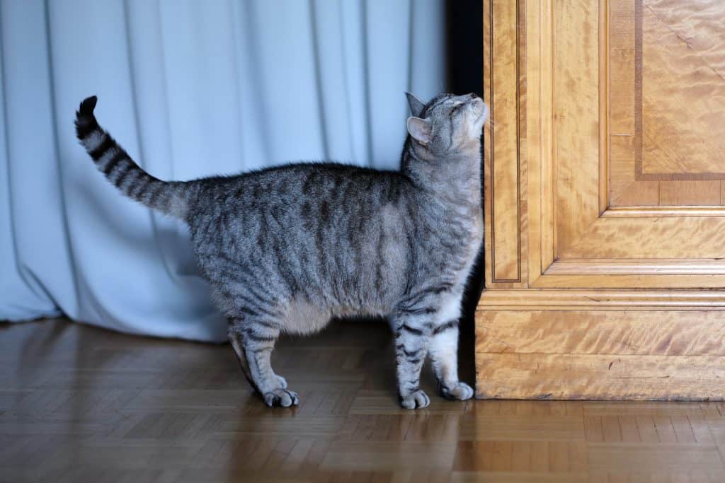 cat headbutt