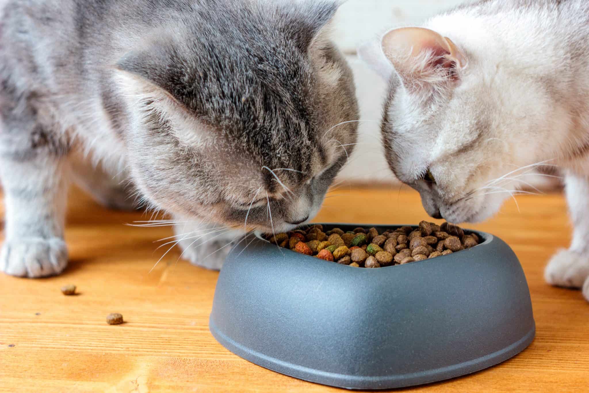 Canva Two cats eating food from pet bawl in shape of heart scaled