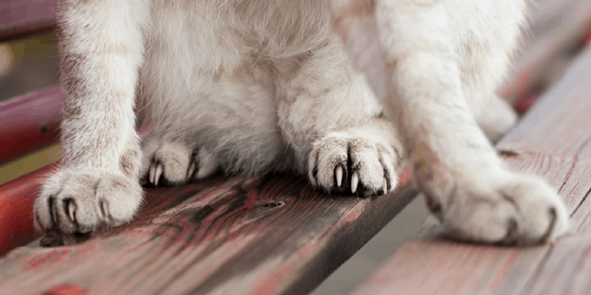 What You Need To Know About Your Cat S Claws Cole And Marmalade
