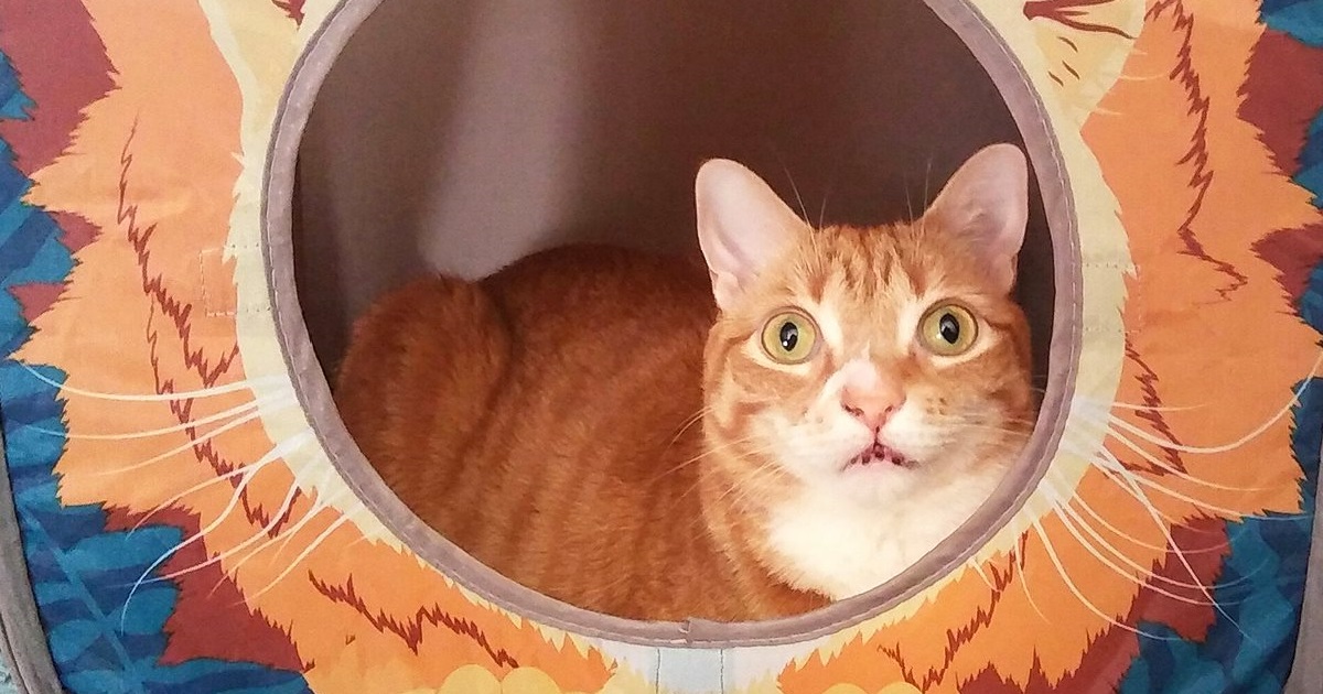 Why Does My Cat Stare At Me? Cole & Marmalade