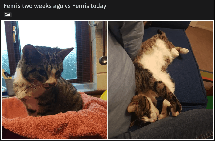before and after adoption