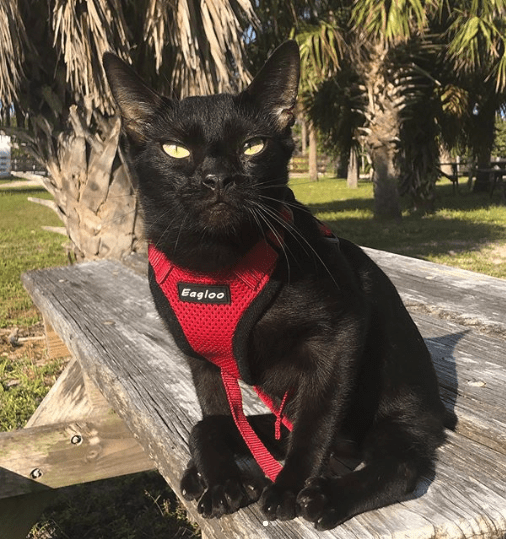 Aries the Ambassador Cat