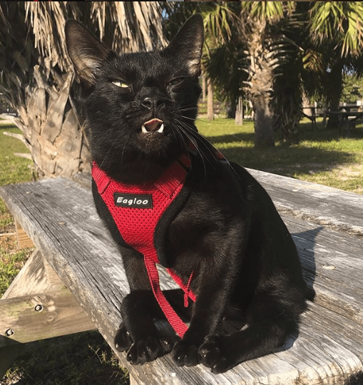 Aries the Ambassador Cat