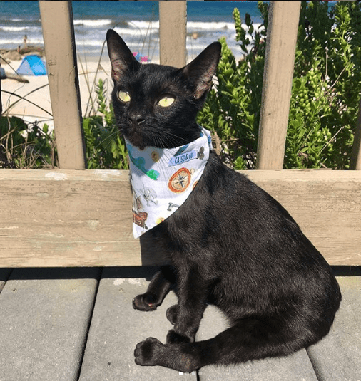 Aries the Ambassador Cat Shows The World That Being Different Is A Good