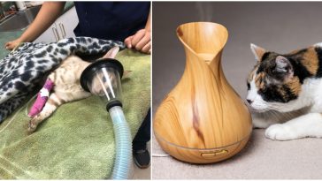essential oils toxic to cats