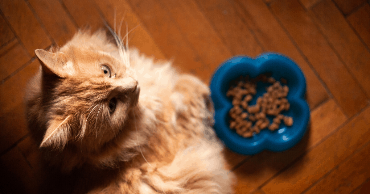 Free Feeding Versus Meal Feeding Is One Method Better For Your Cat