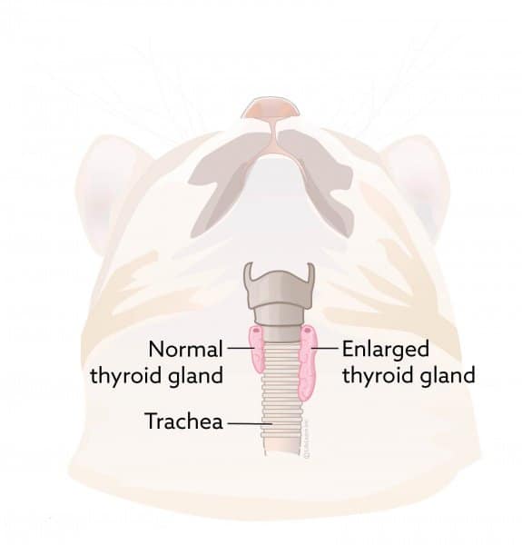 thyroidism in cats