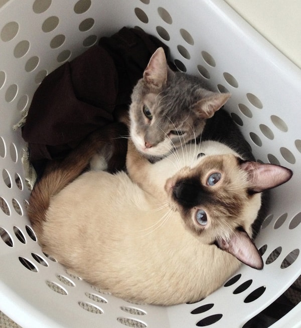 cats in laundry baskets