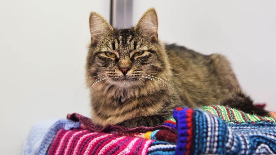 FIV Cat In The UK Still Looking For A Home After No One Attended Her