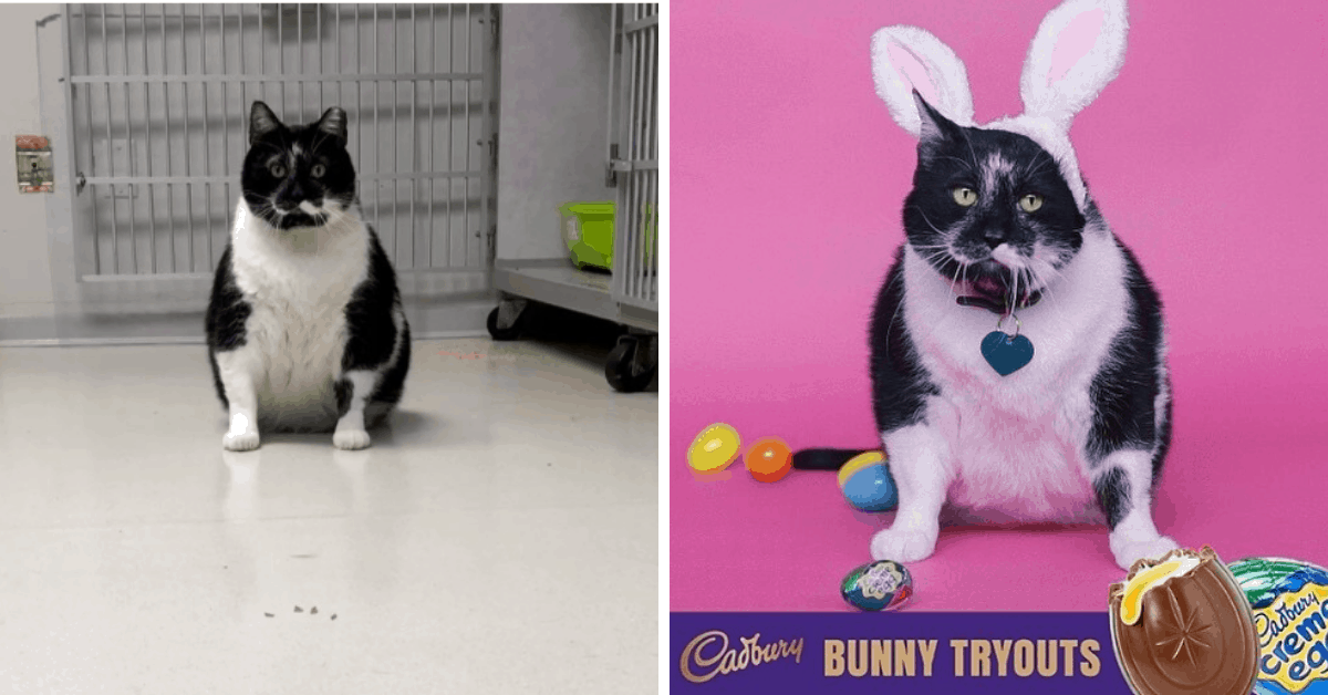 Cadbury Easter Bunny