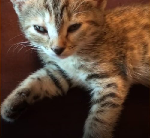 Look At Her Now!! Stray Kitten Found In Shed After Family Dogs Refuse ...