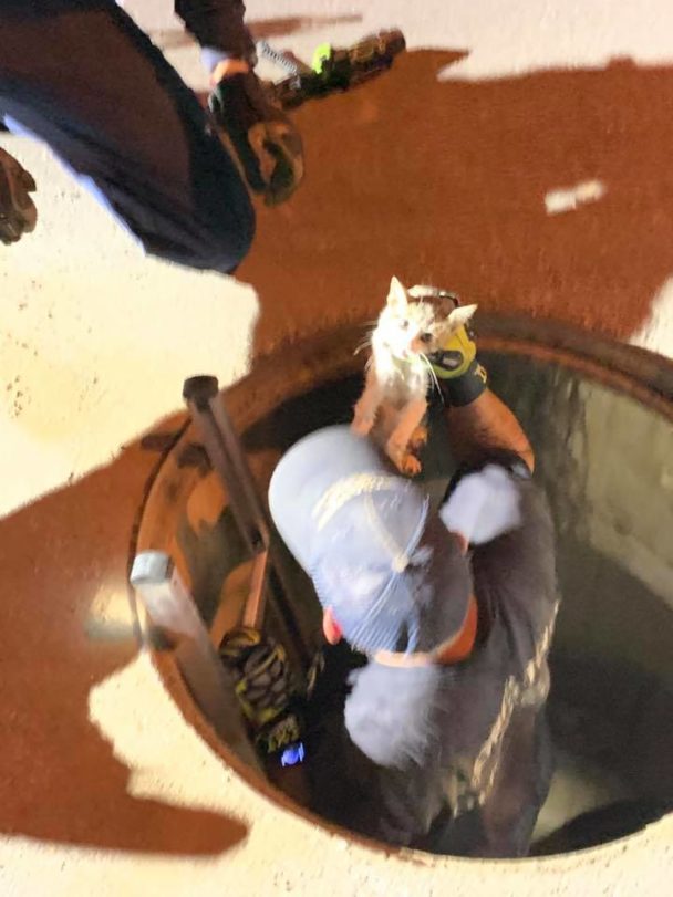 Fireman Make Life Saving Catch As Kitten Flushed Out Of Storm Drain In Texas Cole & Marmalade