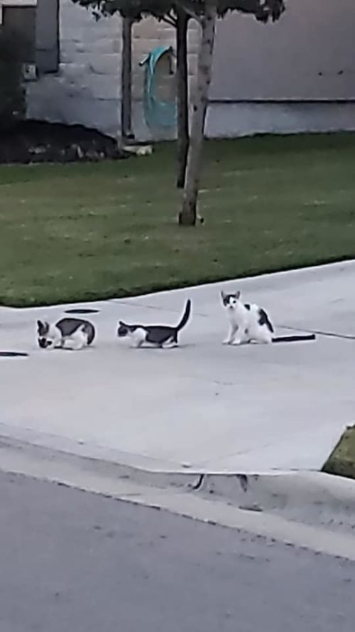 Fireman Make Life Saving Catch As Kitten Flushed Out Of Storm Drain In