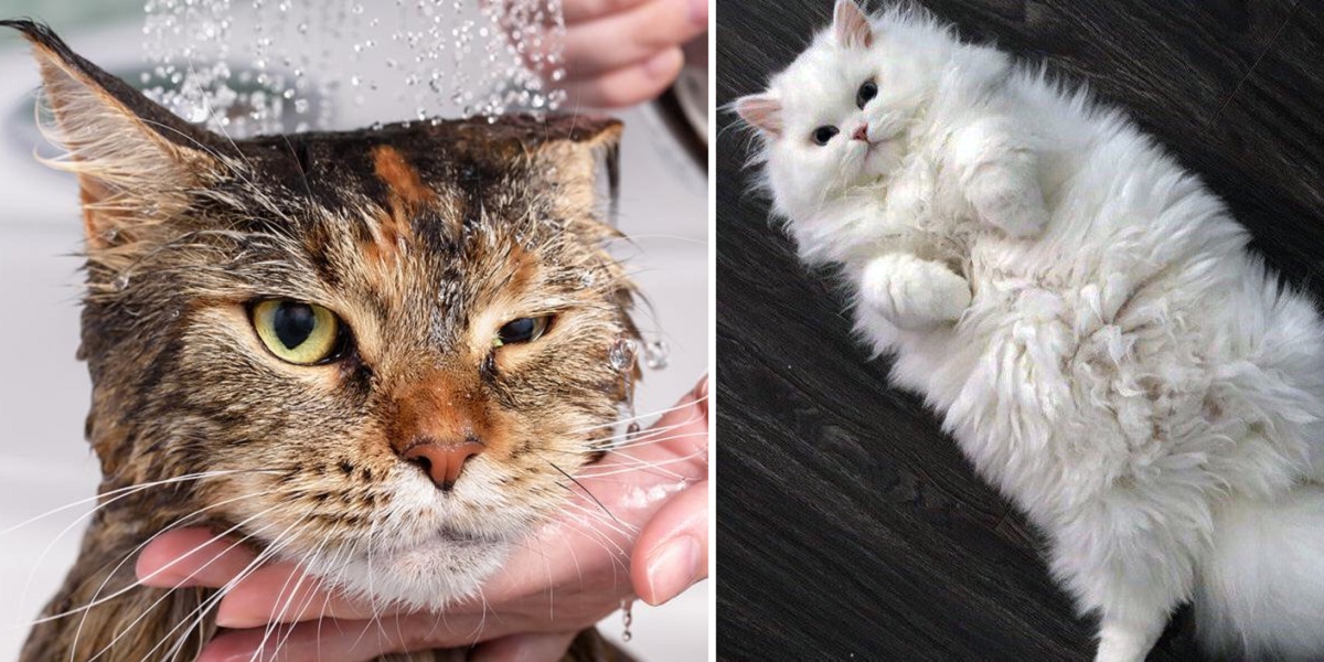 Angry Cats Who Ended Up Looking Awwdorable (Photos)
