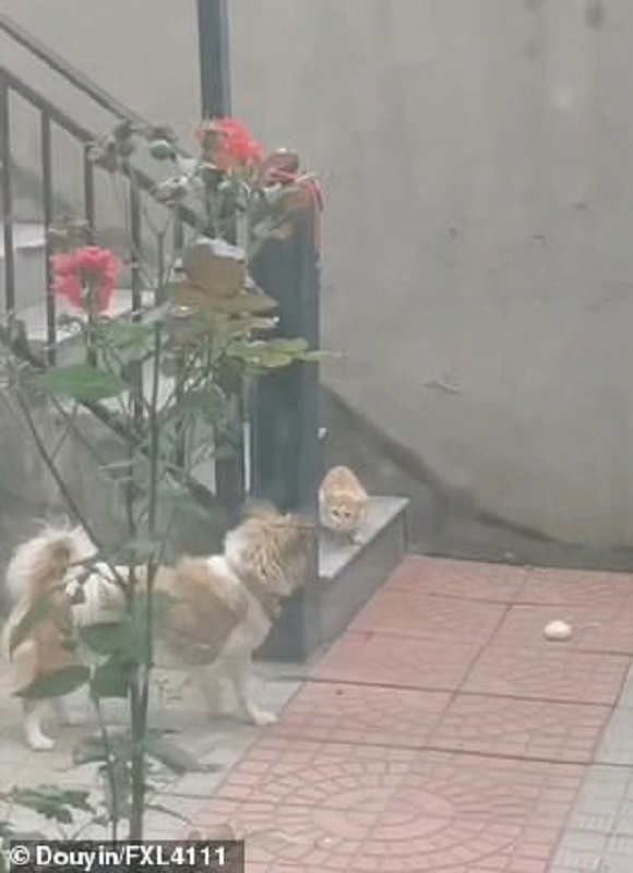 Family Pet, Pudding The Dog, Brings Pork Bun Home For Stray Cat To Eat ...