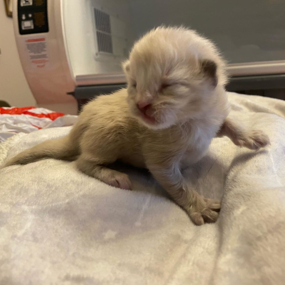 Extra Fluffy Rescued Kittens Help Give Back To Organization Before