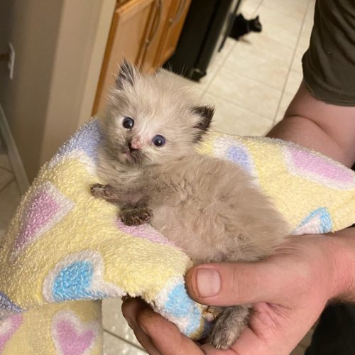 Extra Fluffy Rescued Kittens Help Give Back To Organization Before