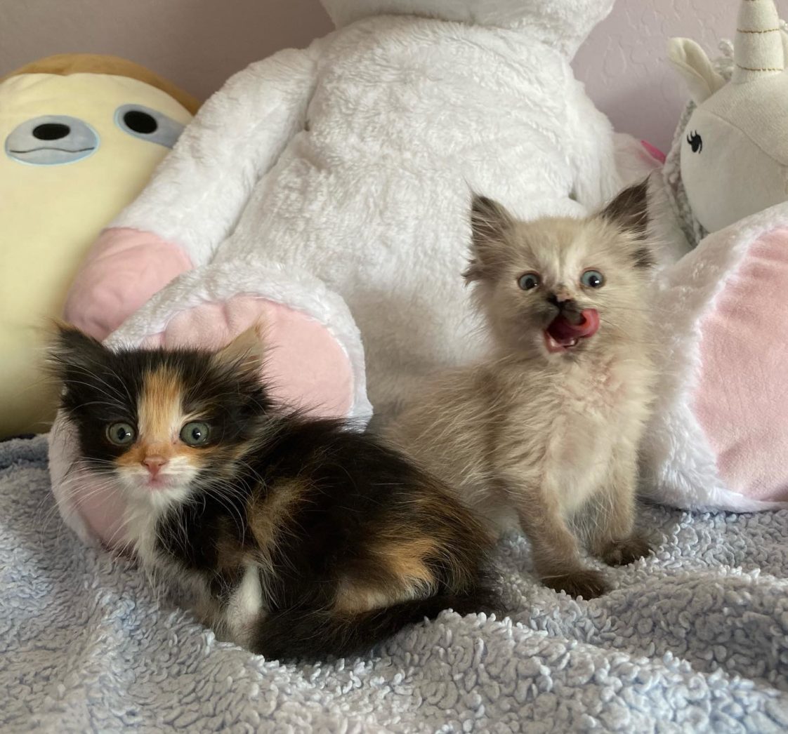 Extra Fluffy Rescued Kittens Help Give Back To Organization Before