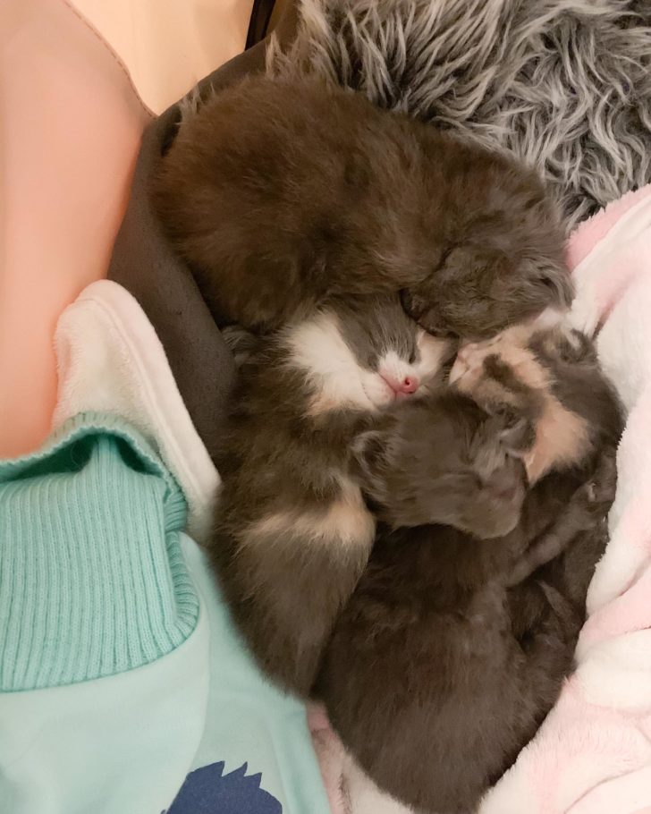 Fluffy Cat Family Pulled From Australian Streets; Clearly Supermodels ...