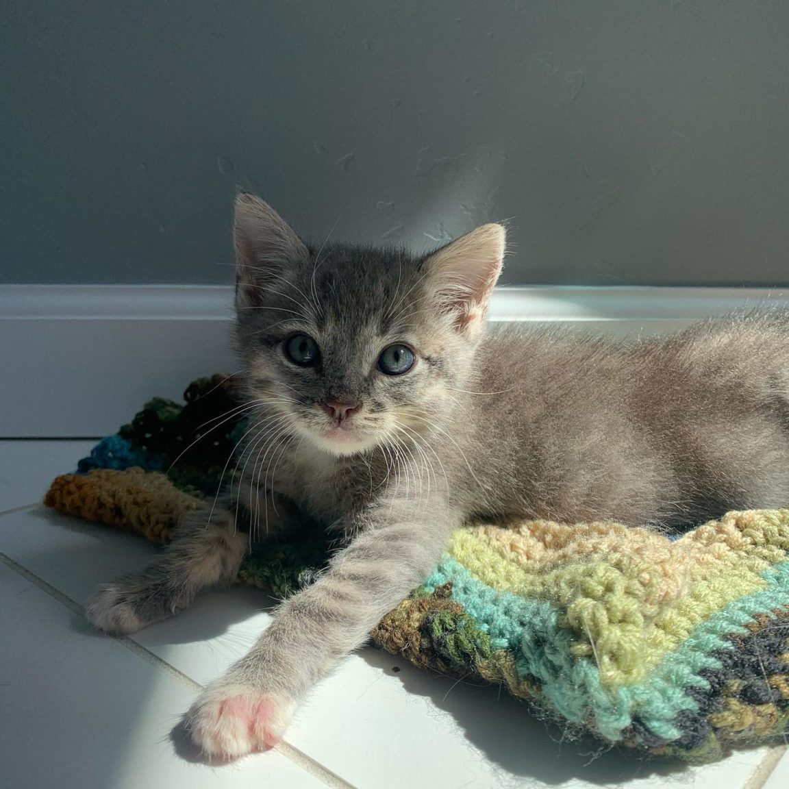 Archie Update! Kitten Almost Fully Recovered From Human Bite Neck Wound ...