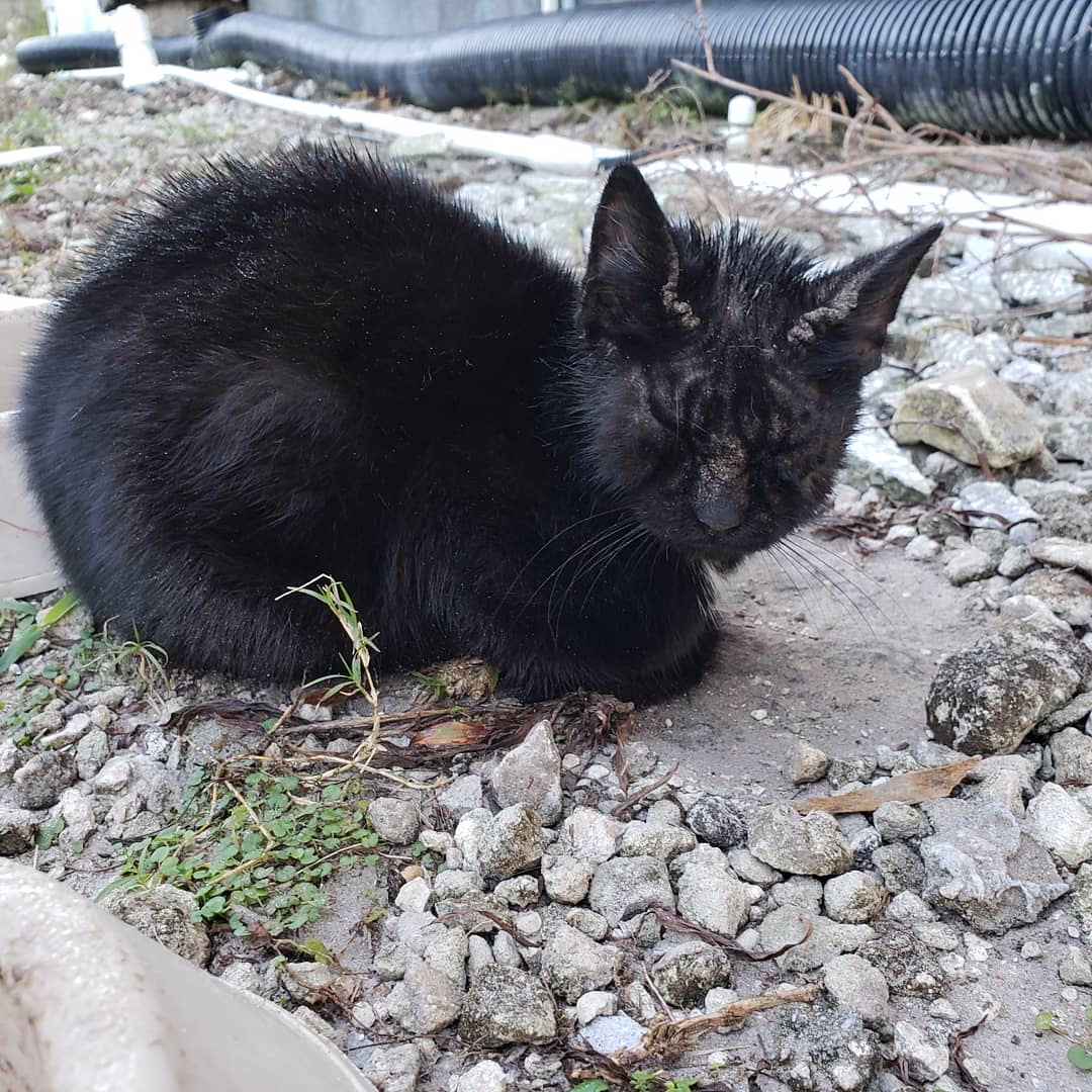 Stray's biggest fans are mesmerized cats