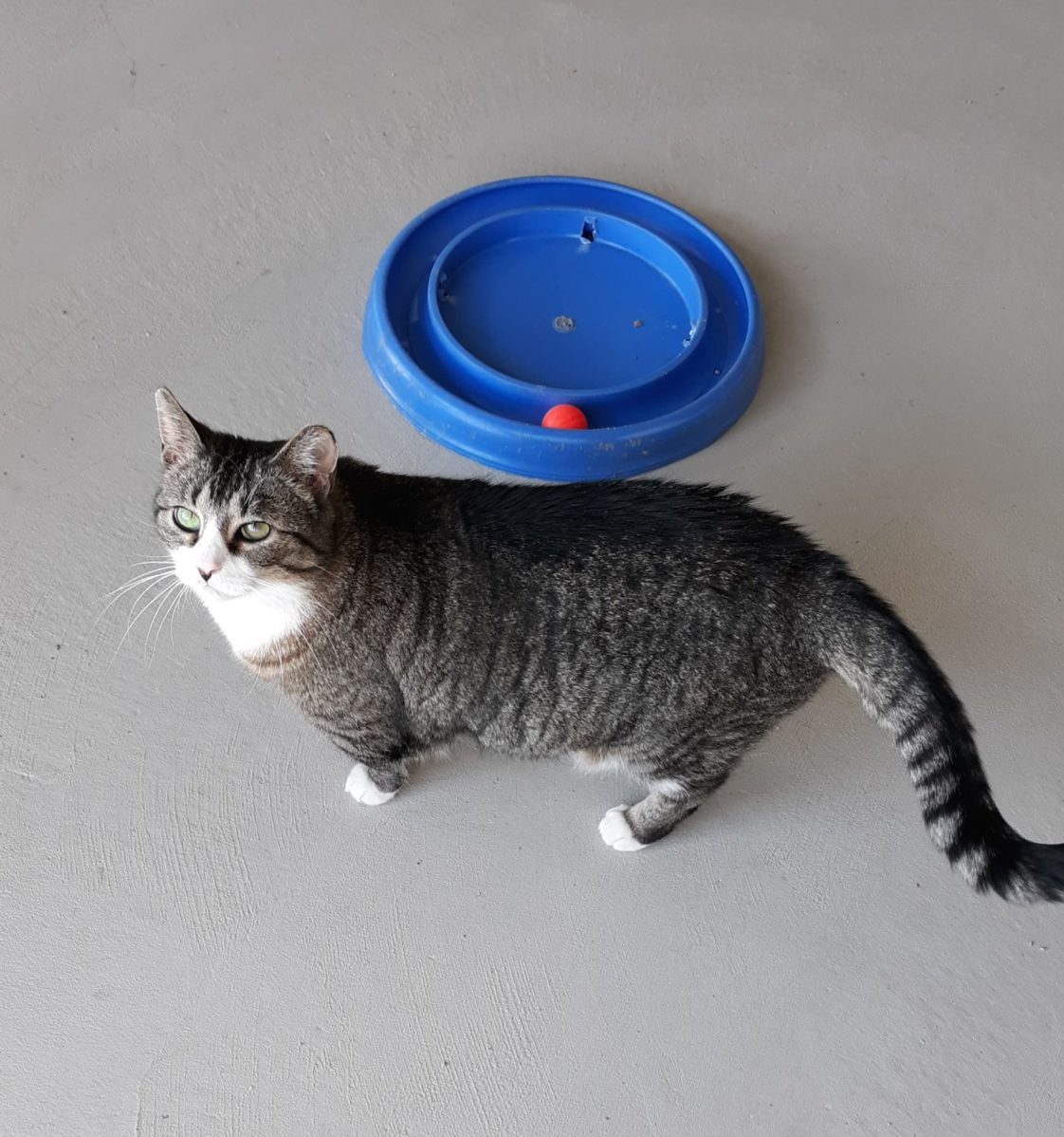 shortcat jane shortcat jane