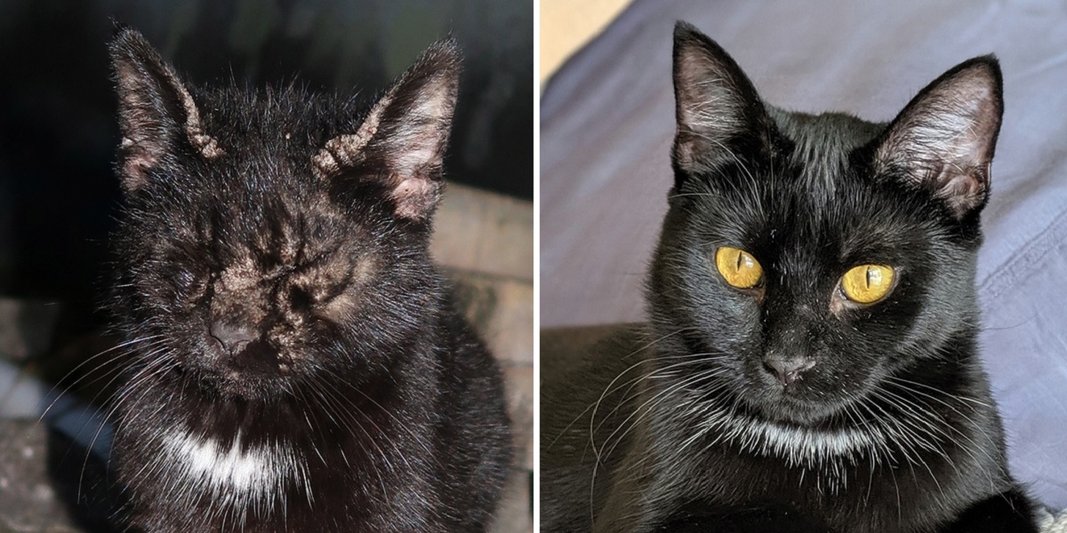 Scabies Covered Cat At Car Wash Colony, Rescued And Cleaned Up; Now