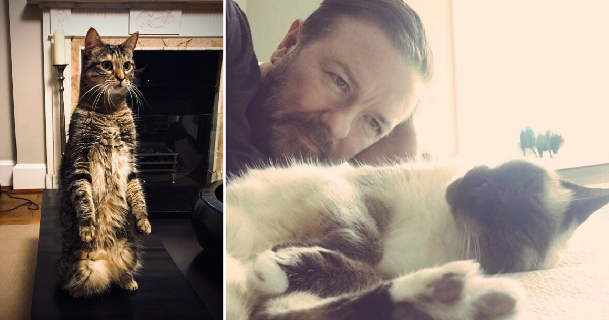 Ricky Gervais Just Found Love Again After Losing His Beloved Feline Companion Cole & Marmalade