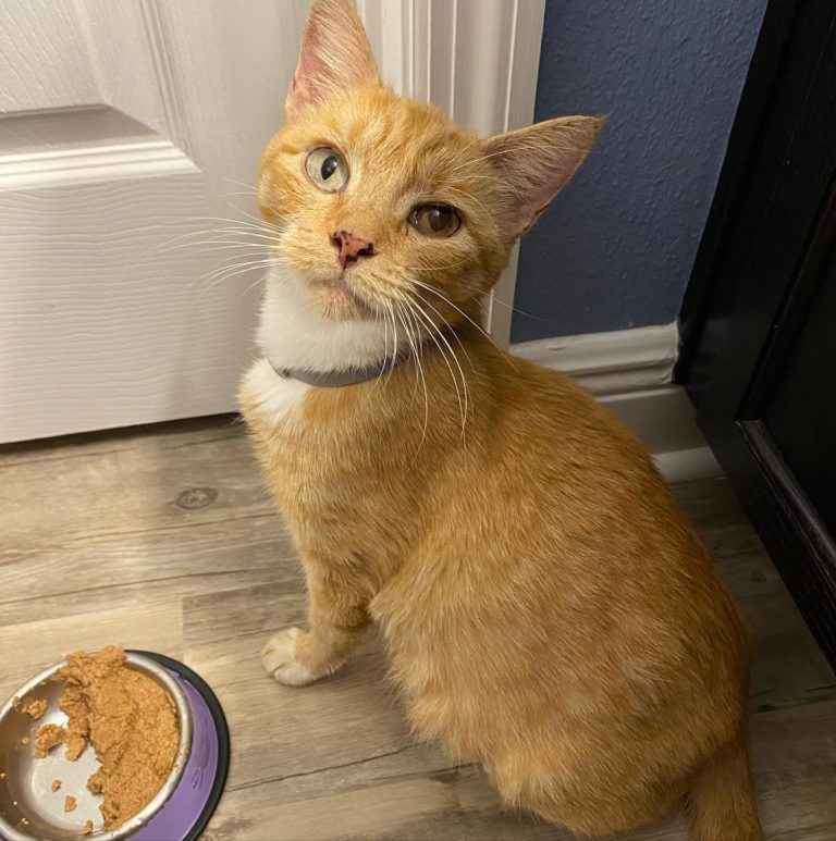 Pregnant Ginger Cat Rescued, Numerous Hurdles And Now The Whole Family Has Been