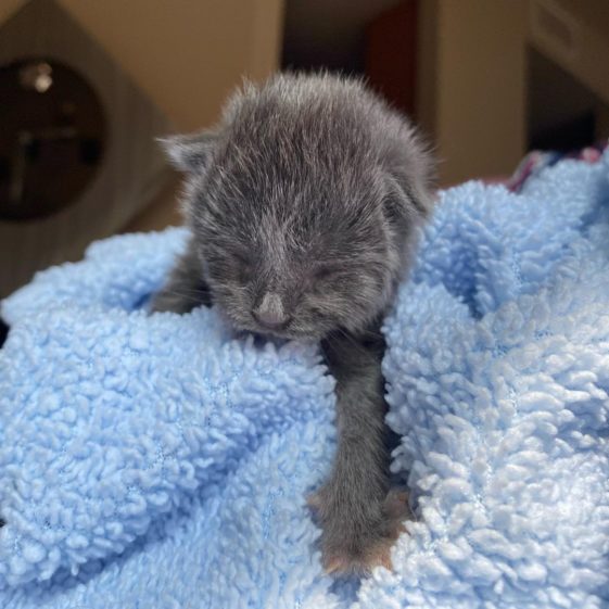 Orphan Kittens Liora And Minette Are Out Of The Incubator And Ready For ...