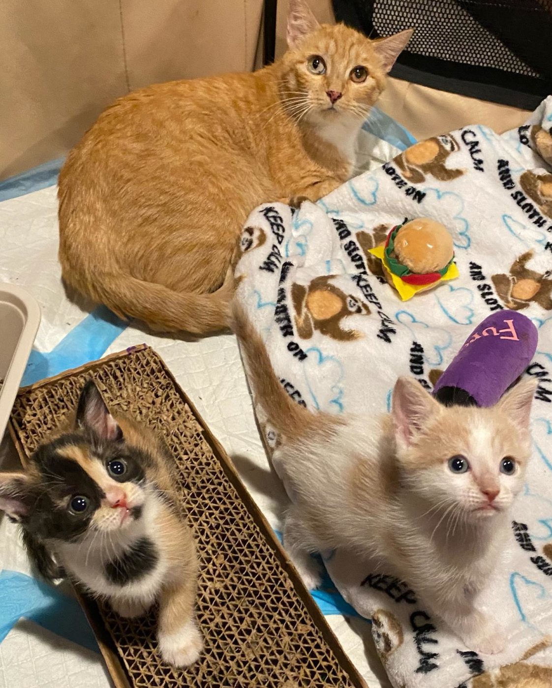Pregnant Ginger Cat Rescued, Numerous Hurdles And Now The Whole Family Has Been