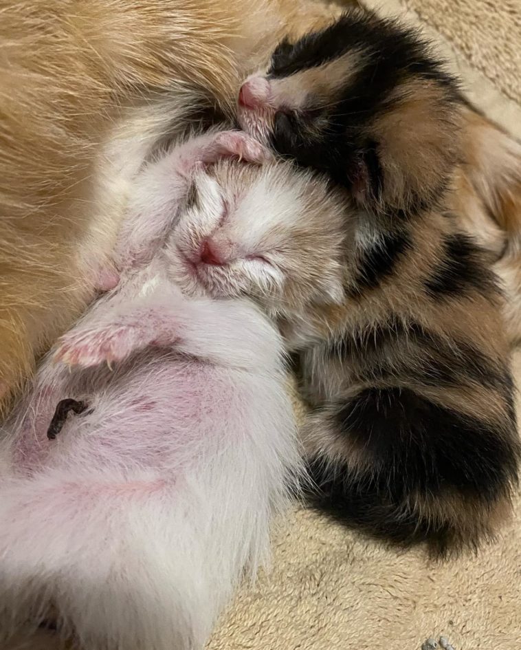 Pregnant Ginger Cat Rescued, Numerous Hurdles And Now The