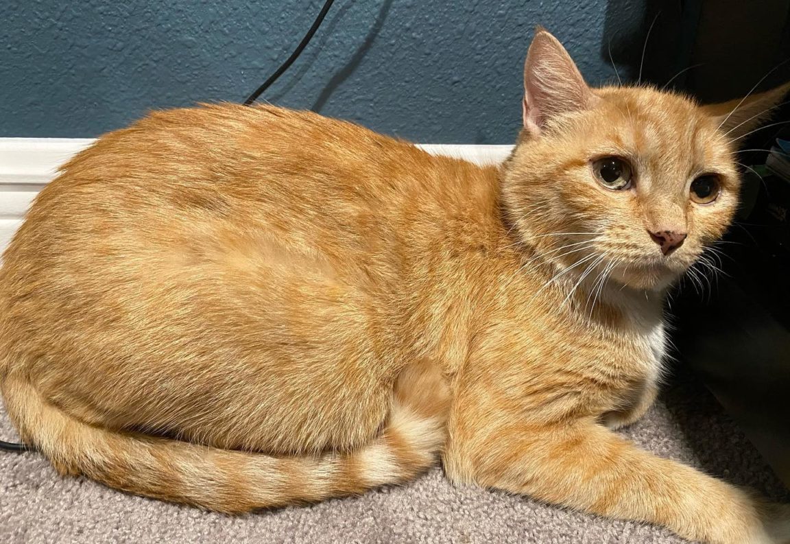 Pregnant Ginger Cat Rescued, Numerous Hurdles And Now The Whole Family Has Been