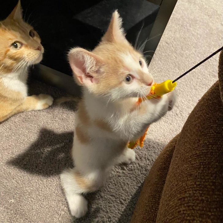 Pregnant Ginger Cat Rescued, Numerous Hurdles And Now The