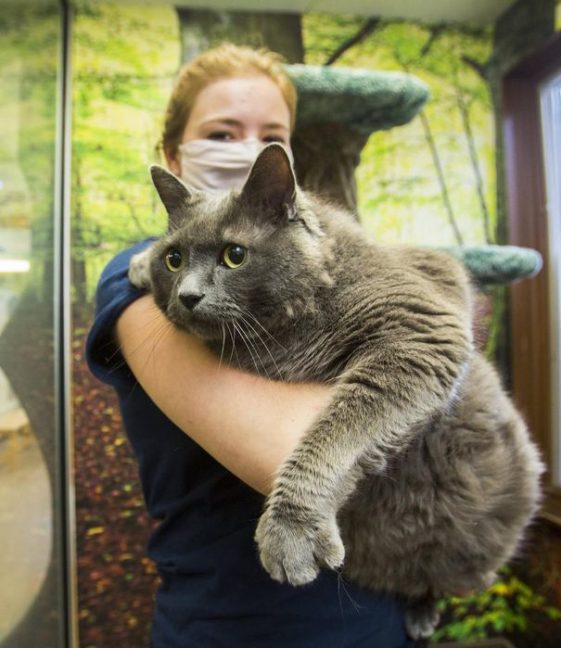 31 Pound Morbidly Obese Cat Surrendered To Shelter; Looking For A New