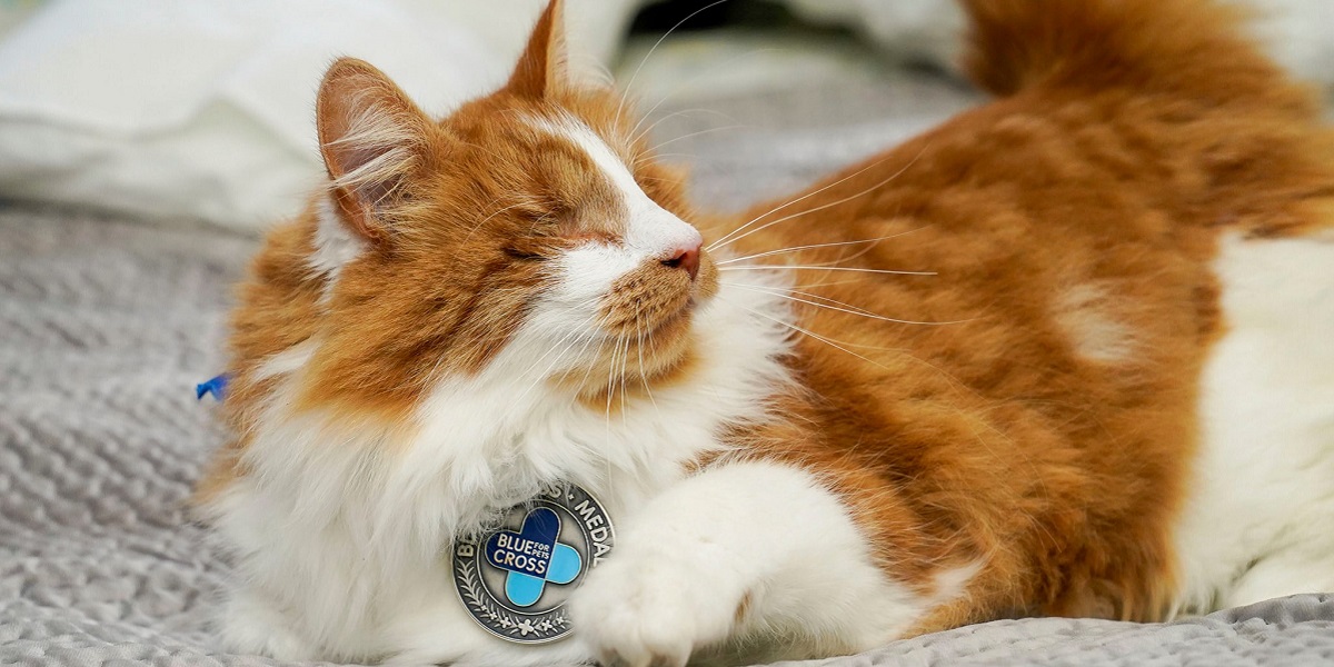 Carrots The Blind Therapy Cat, Awarded The UK's 80th Annual Blue Cross Medal  - Cole & Marmalade