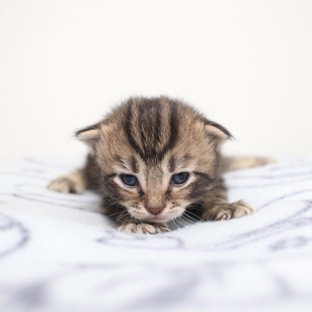 Family Of Rescued Fluffy Baby Kittens Spend Valentine's Day Loving The ...