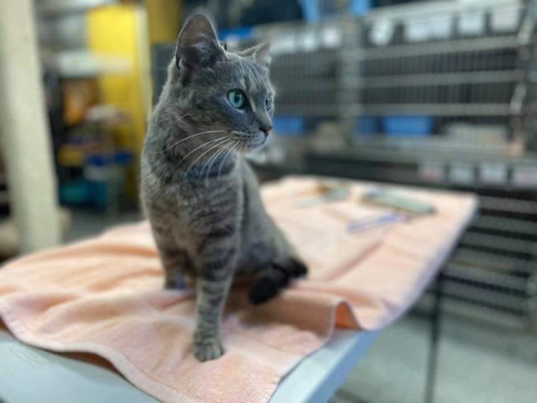 Grey Tabby Cat Hitches Ride From Delivery Driver; Happily Rescues(02)