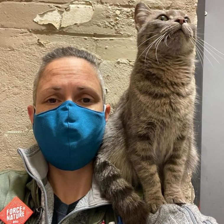 Grey Tabby Cat Hitches Ride From Delivery Driver; Happily Rescues