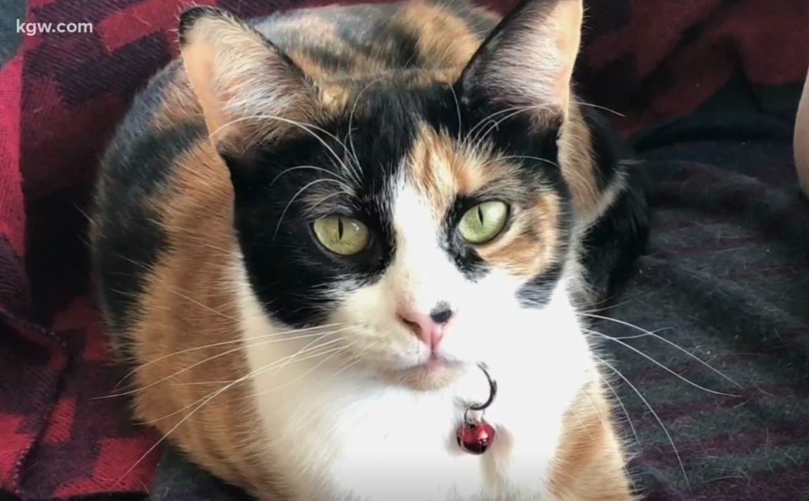 Newly Adopted Cat Lily Smells Gas Leak, Alerting Owners To Danger