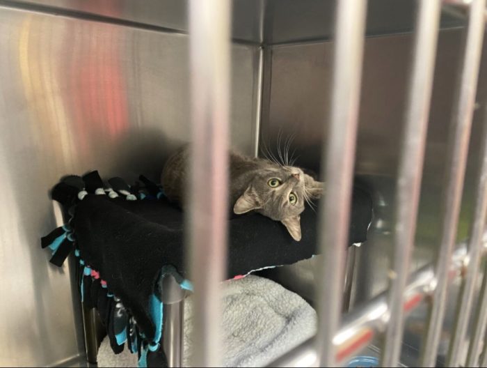 Grey Tabby Cat Hitches Ride From Delivery Driver; Happily Rescues