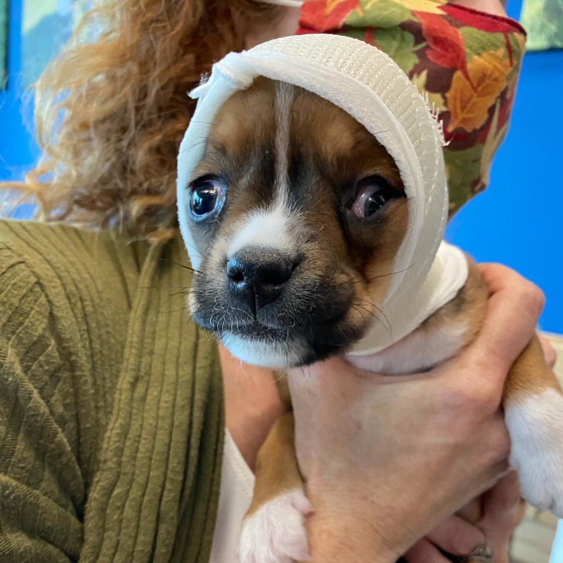 Puppy With Brain Condition Fitted In Helmet Donning Cat Ears To Look ...