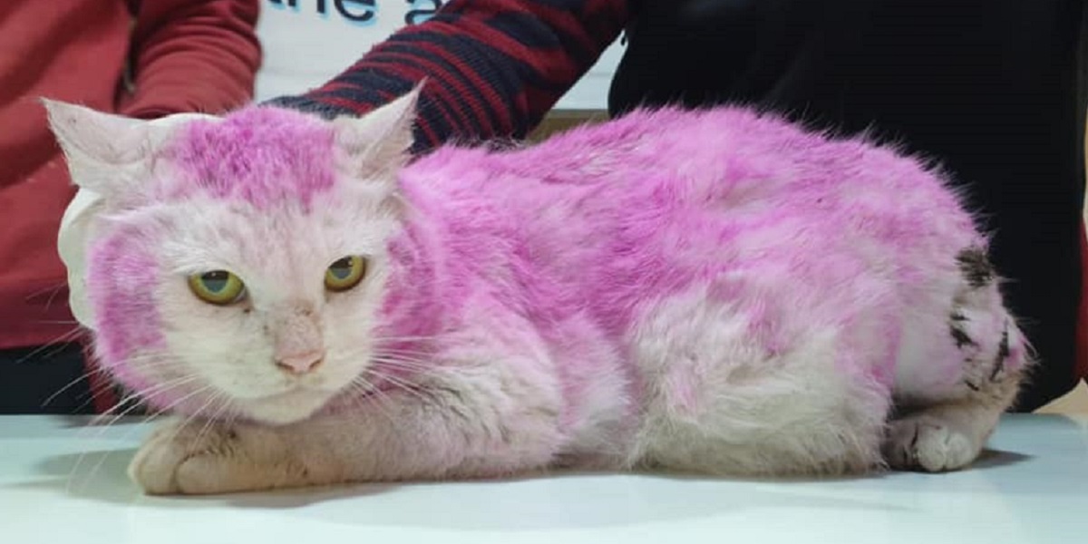 Sweet Pregnant Cat Found With Purple Dyed Fur Escapes Certain Death ...